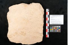 Foto (Objekt + Etikett) von Quercus sp. (NHMW-GEO-2024-0188-11459)